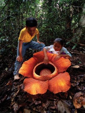 Worlds largest flower: Rafflesia Arnoldii
