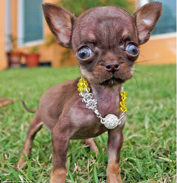 Smallest dog in the world: Milly