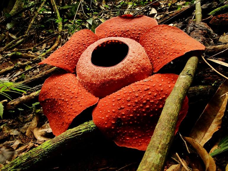 World’s largest flower: Rafflesia Arnoldii